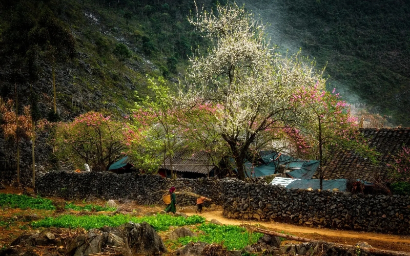 mùa xuân ở hà giang