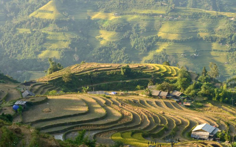 y tý a lu ngãi thầu